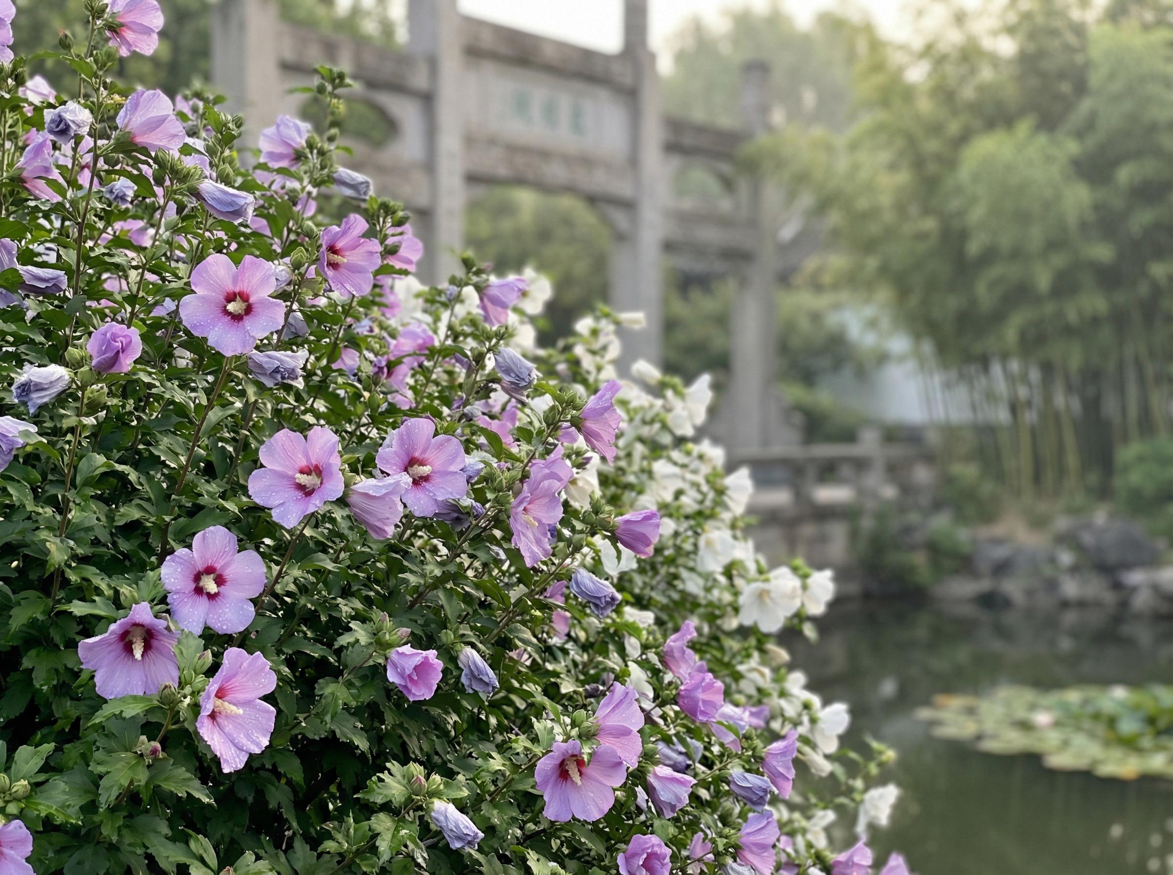 溏心溏心花卉：木槿花开四季视频记录